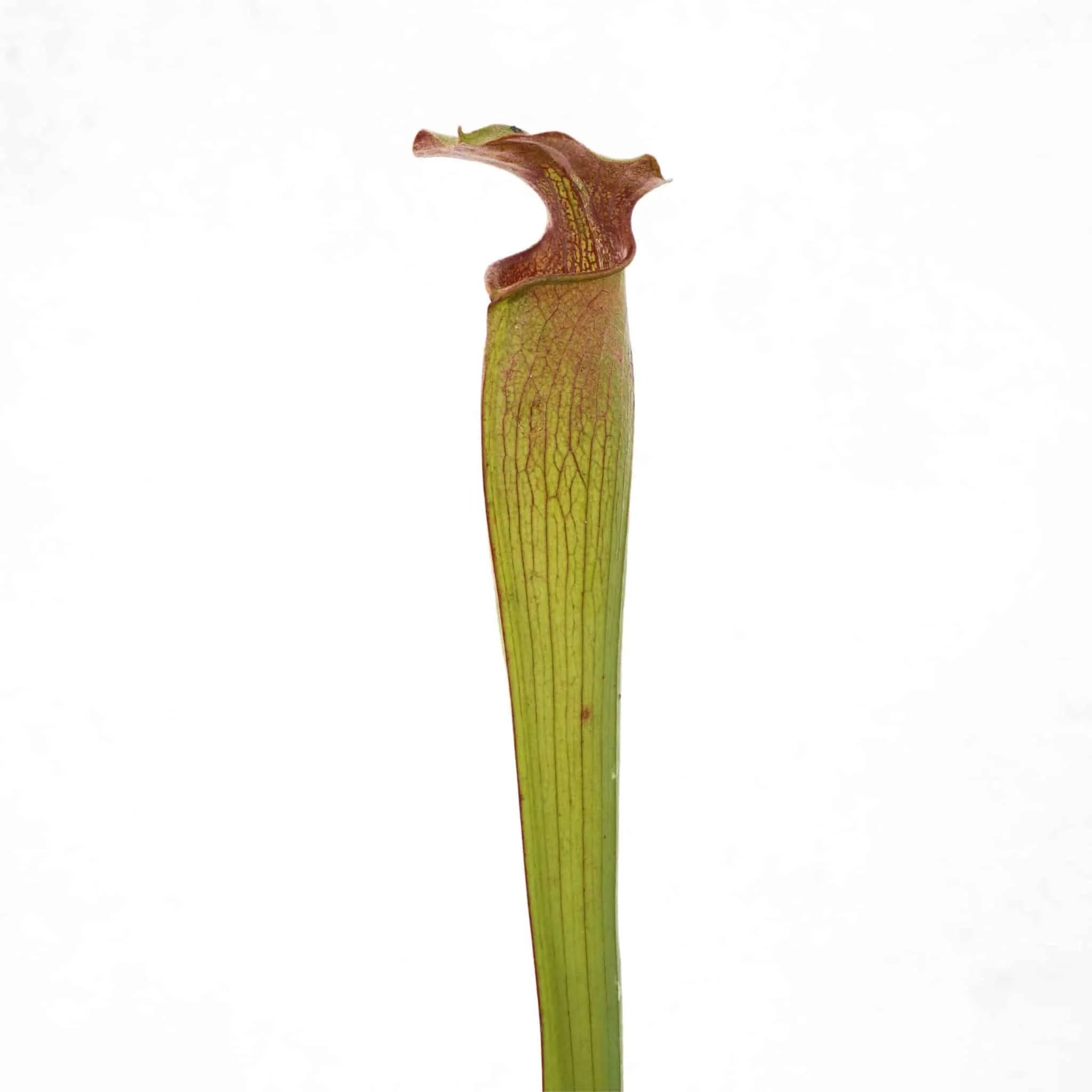 Sarracenia alata „Tall Bulbous Pitchers“, MK A 1 大森食虫植物農園