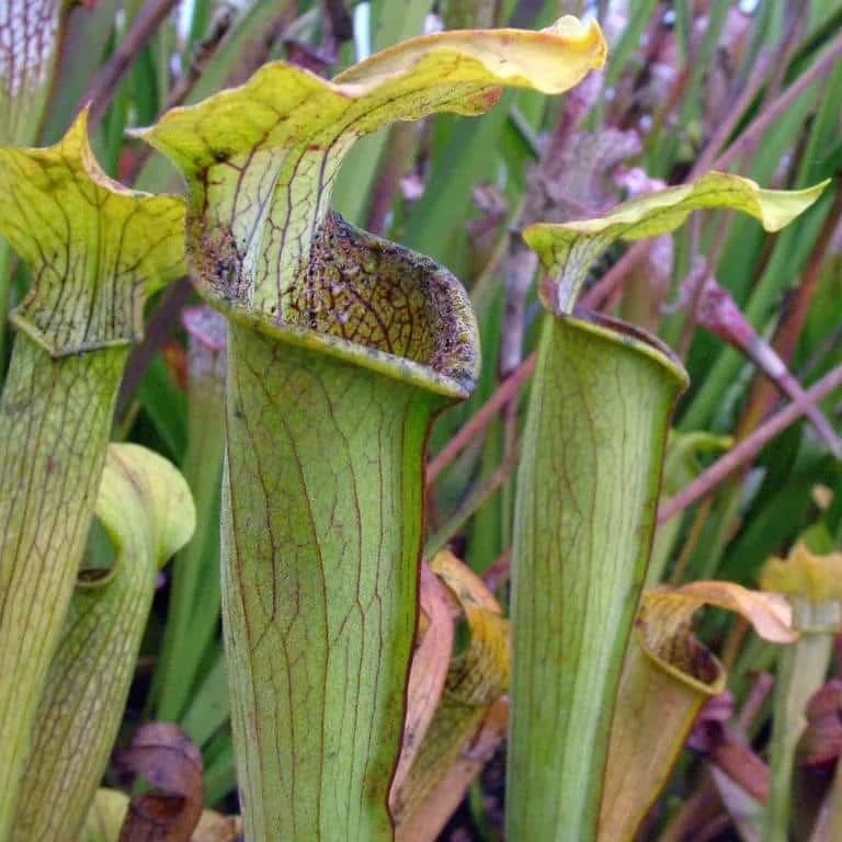 Sarracenia alata „Tall Yellow pitchers“ 大森食虫植物農園