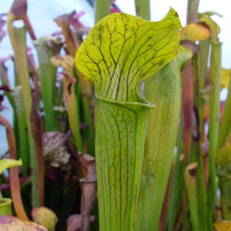 Sarracenia alata „Tall Yellow pitchers“ 大森食虫植物農園