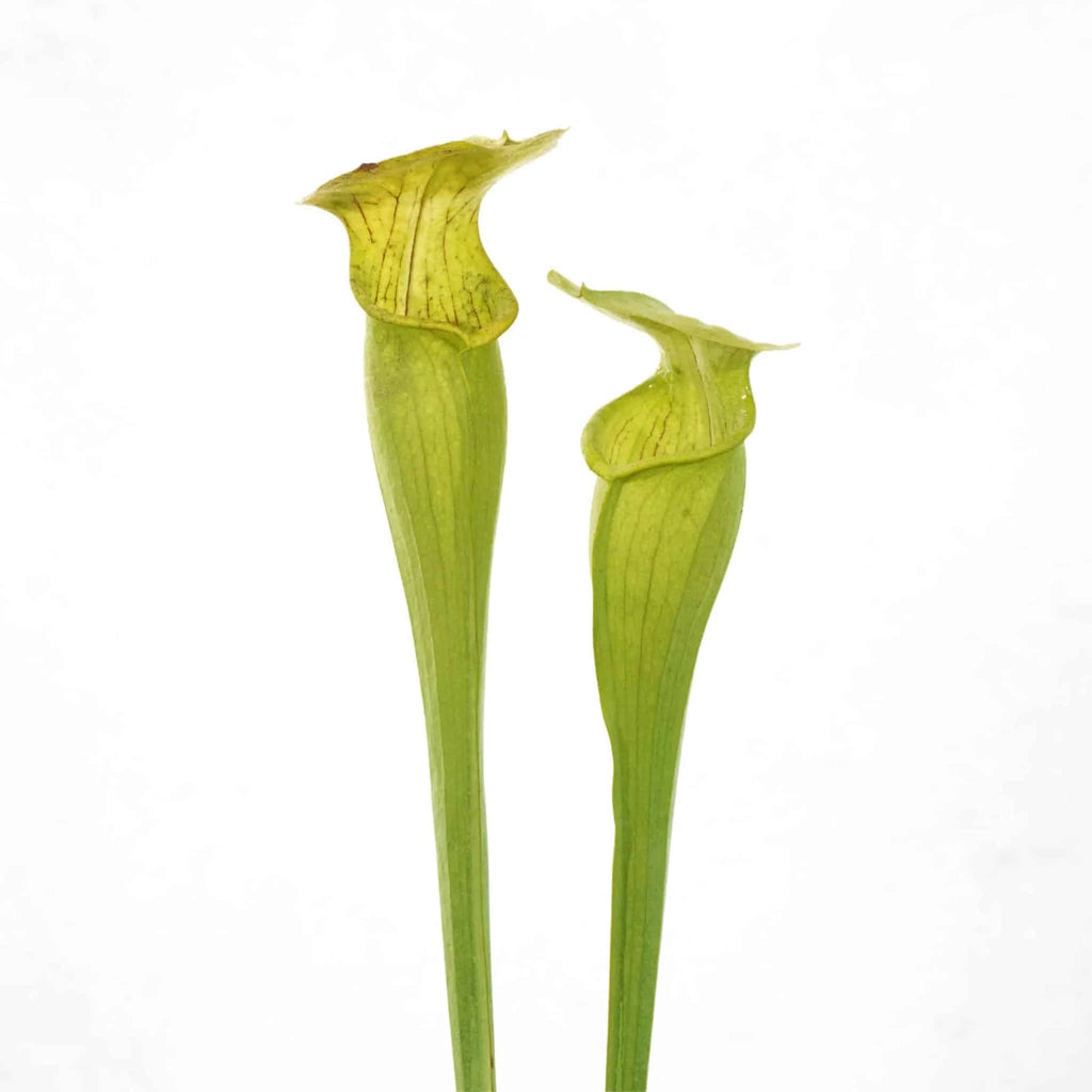 Sarracenia alata „Yellow, Bulbous Pitchers“, Jasper,Co 大森食虫植物農園