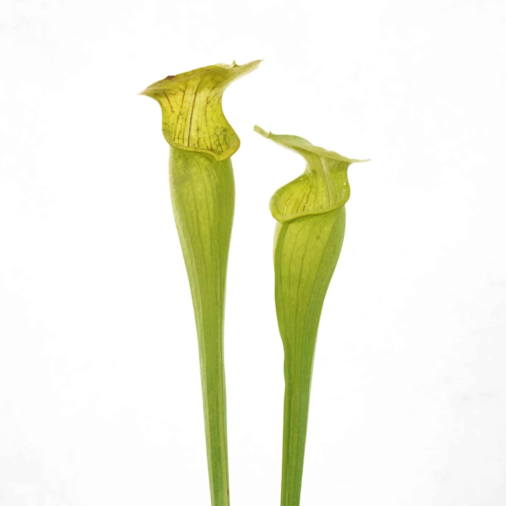 Sarracenia alata „Yellow, Bulbous Pitchers“, Jasper,Co 大森食虫植物農園