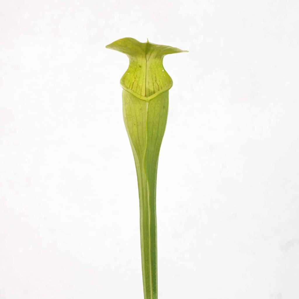 Sarracenia alata „Yellow, Bulbous Pitchers“, Jasper,Co 大森食虫植物農園