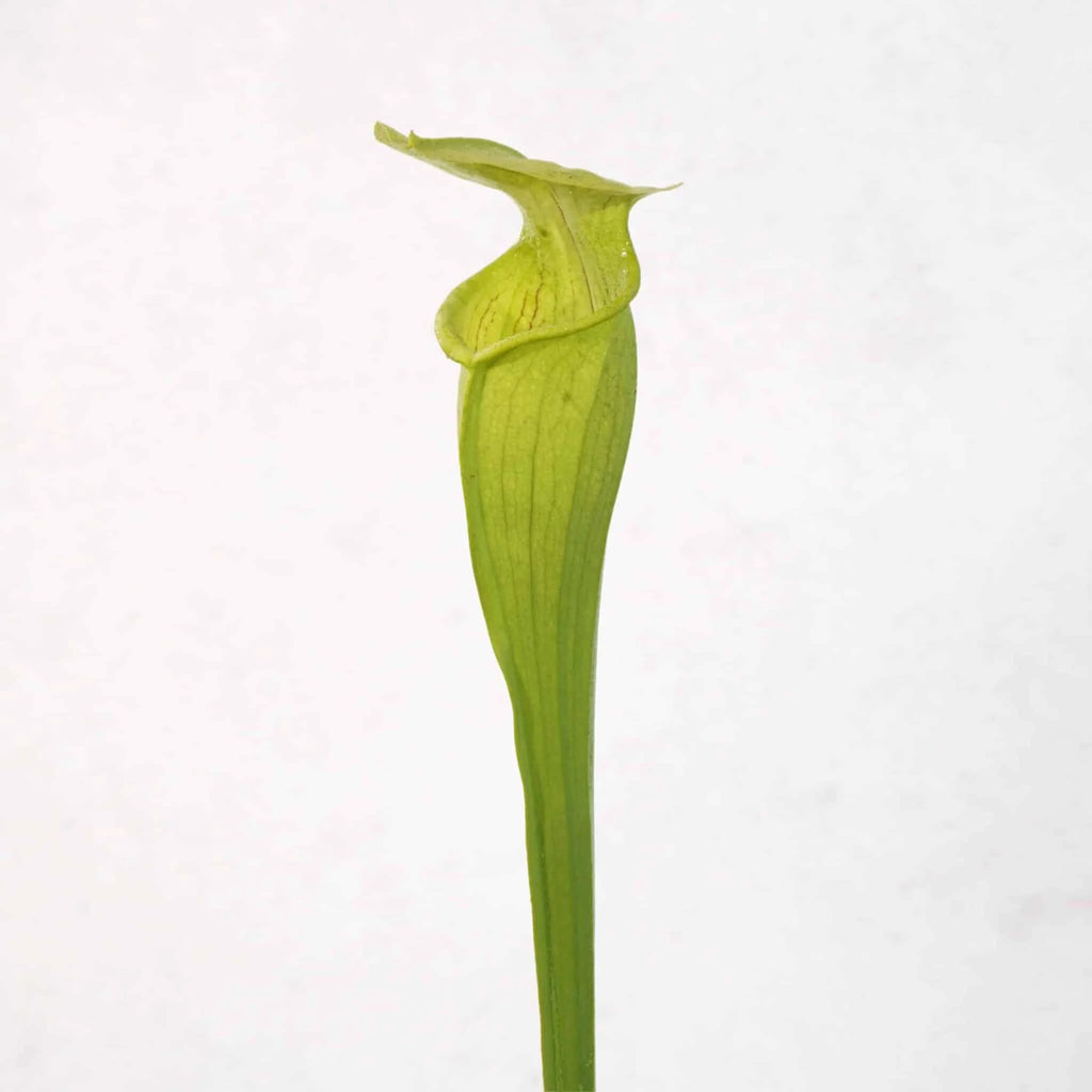 Sarracenia alata „Yellow, Bulbous Pitchers“, Jasper,Co 大森食虫植物農園