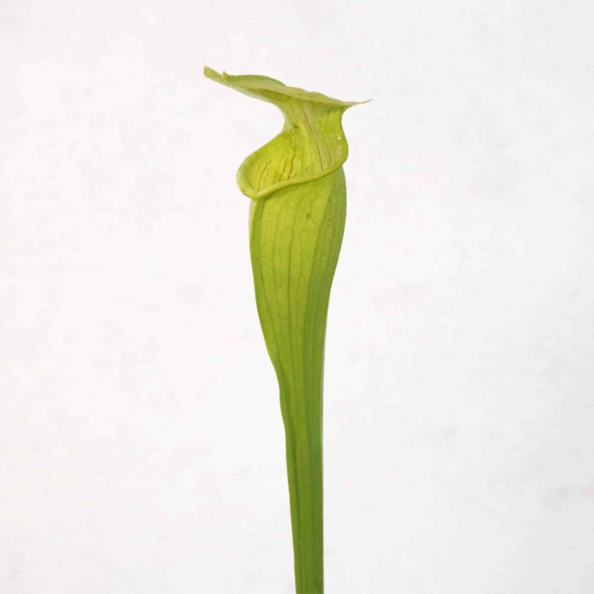 Sarracenia alata „Yellow, Bulbous Pitchers“, Jasper,Co 大森食虫植物農園