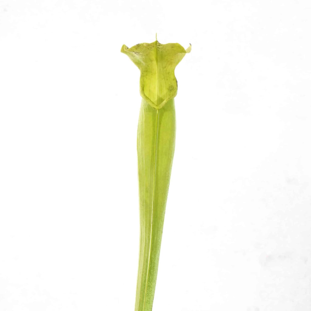 Sarracenia alata var. heterophylla, Washington Co., adult plants 大森食虫植物農園