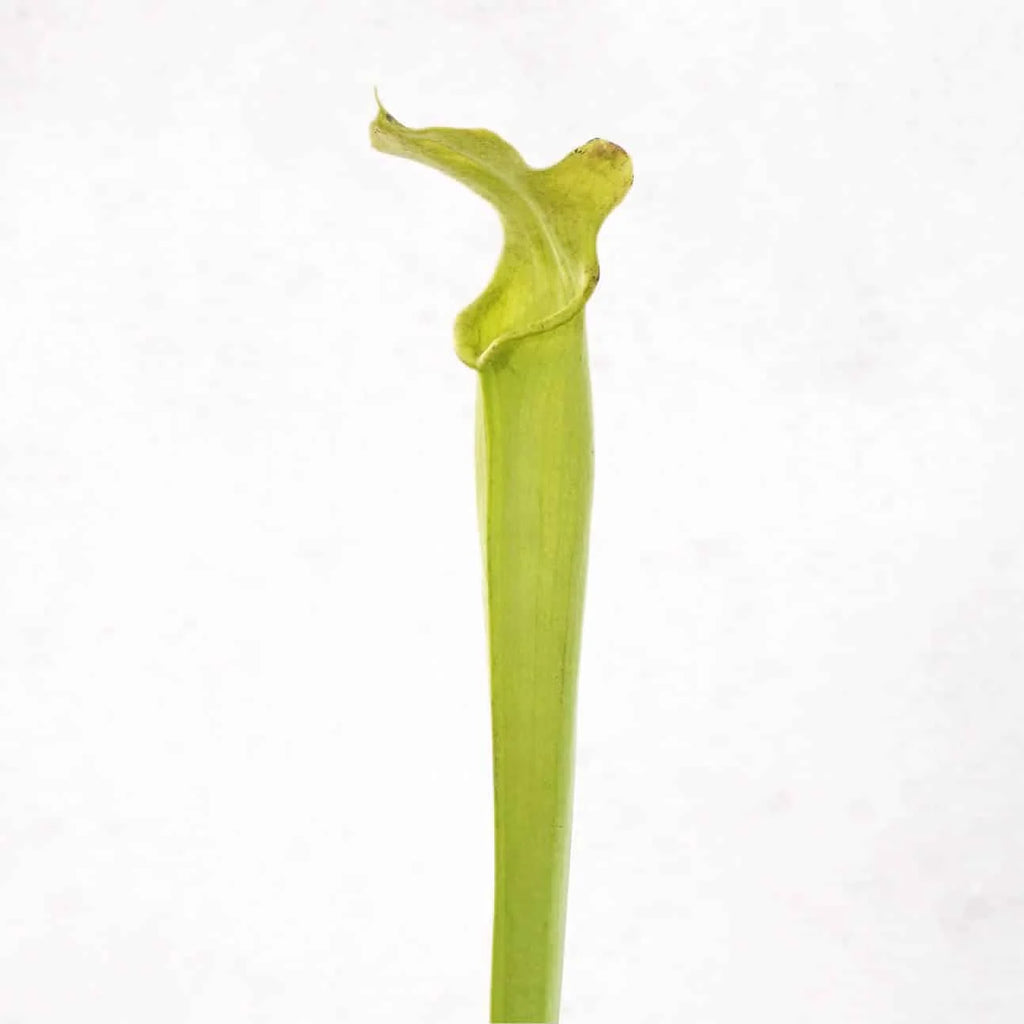 Sarracenia alata var. heterophylla, Washington Co., adult plants 大森食虫植物農園