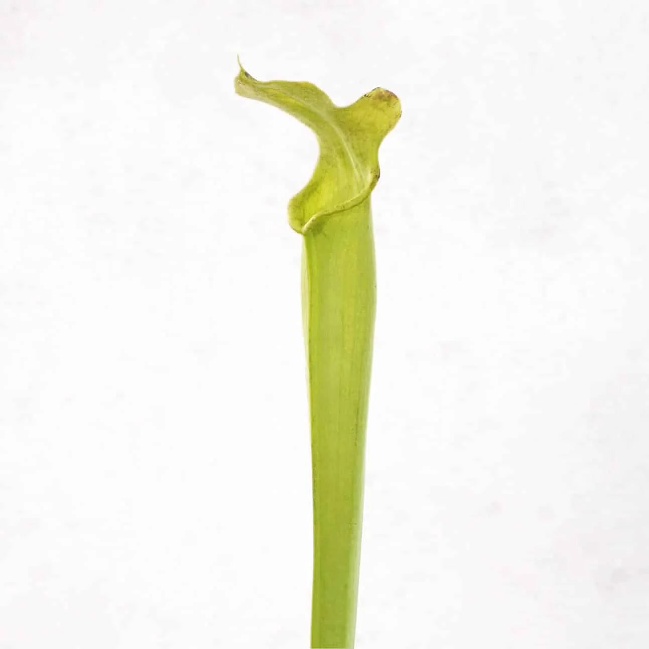 Sarracenia alata var. heterophylla, Washington Co., adult plants 大森食虫植物農園