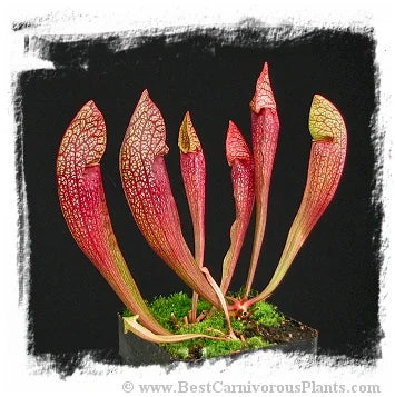 Sarracenia cv. Dixie Lace / 1株の苗, サイズ 10-20 cm 大森食虫植物農園