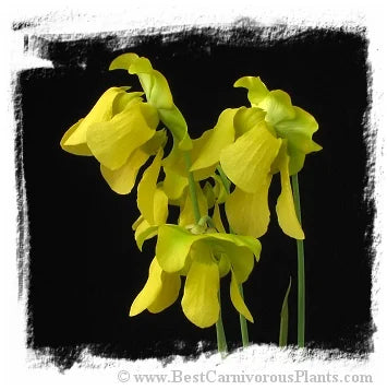 Sarracenia flava {Harleyville, Dorchester Co., South Carolina, USA} [BCP ID# S292] (20粒の種子) 大森食虫植物農園