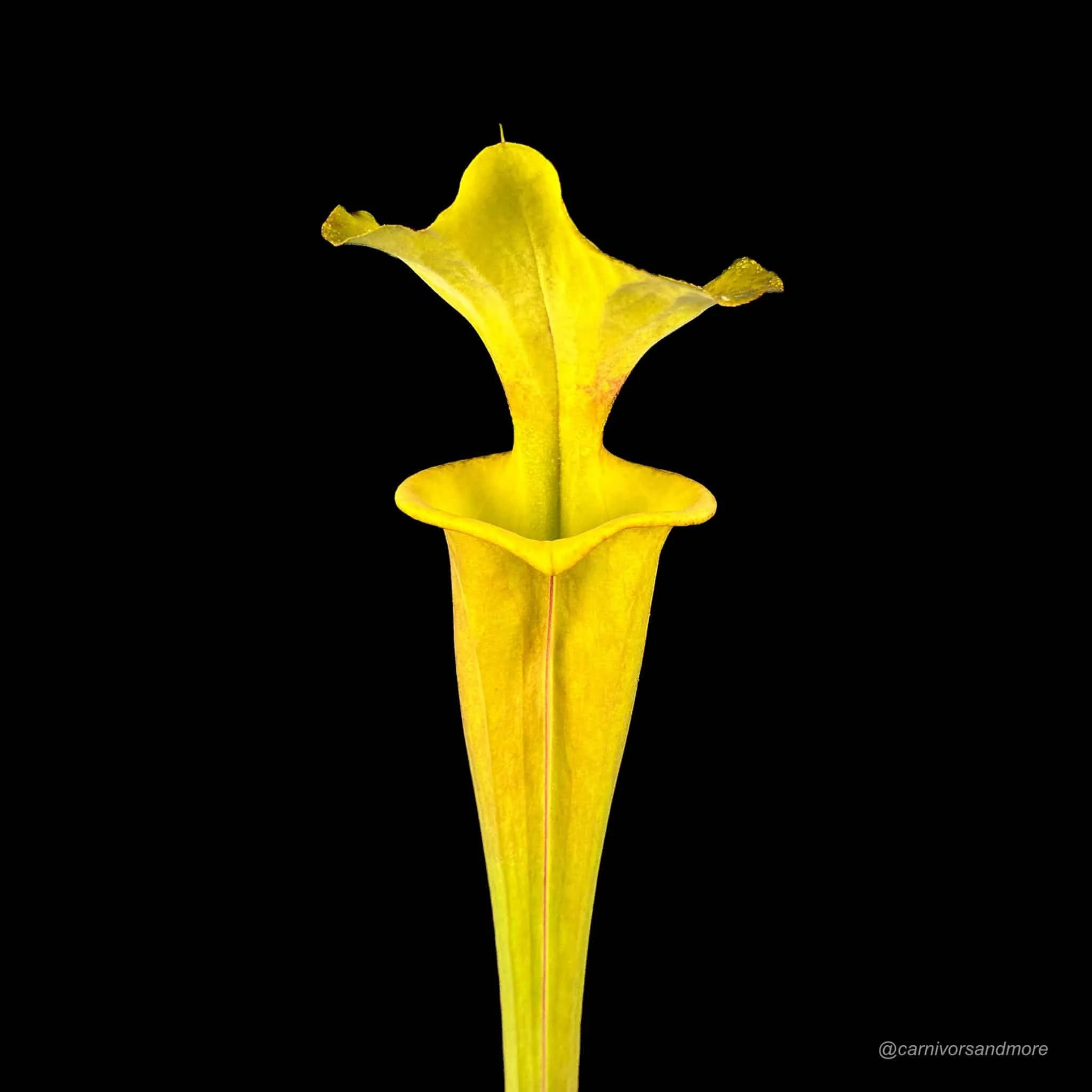 Sarracenia flava „Manky“ 大森食虫植物農園