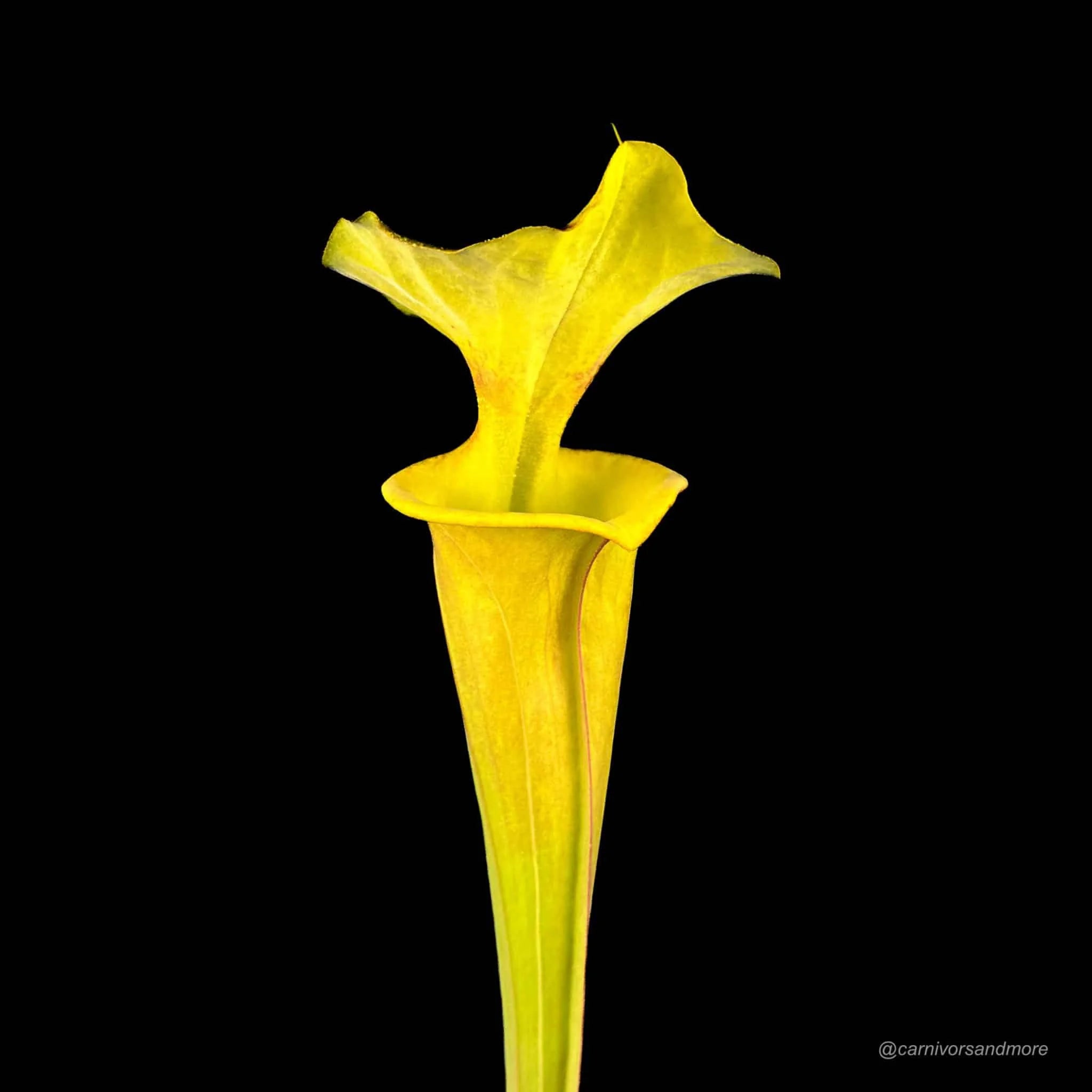 Sarracenia flava „Manky“ 大森食虫植物農園