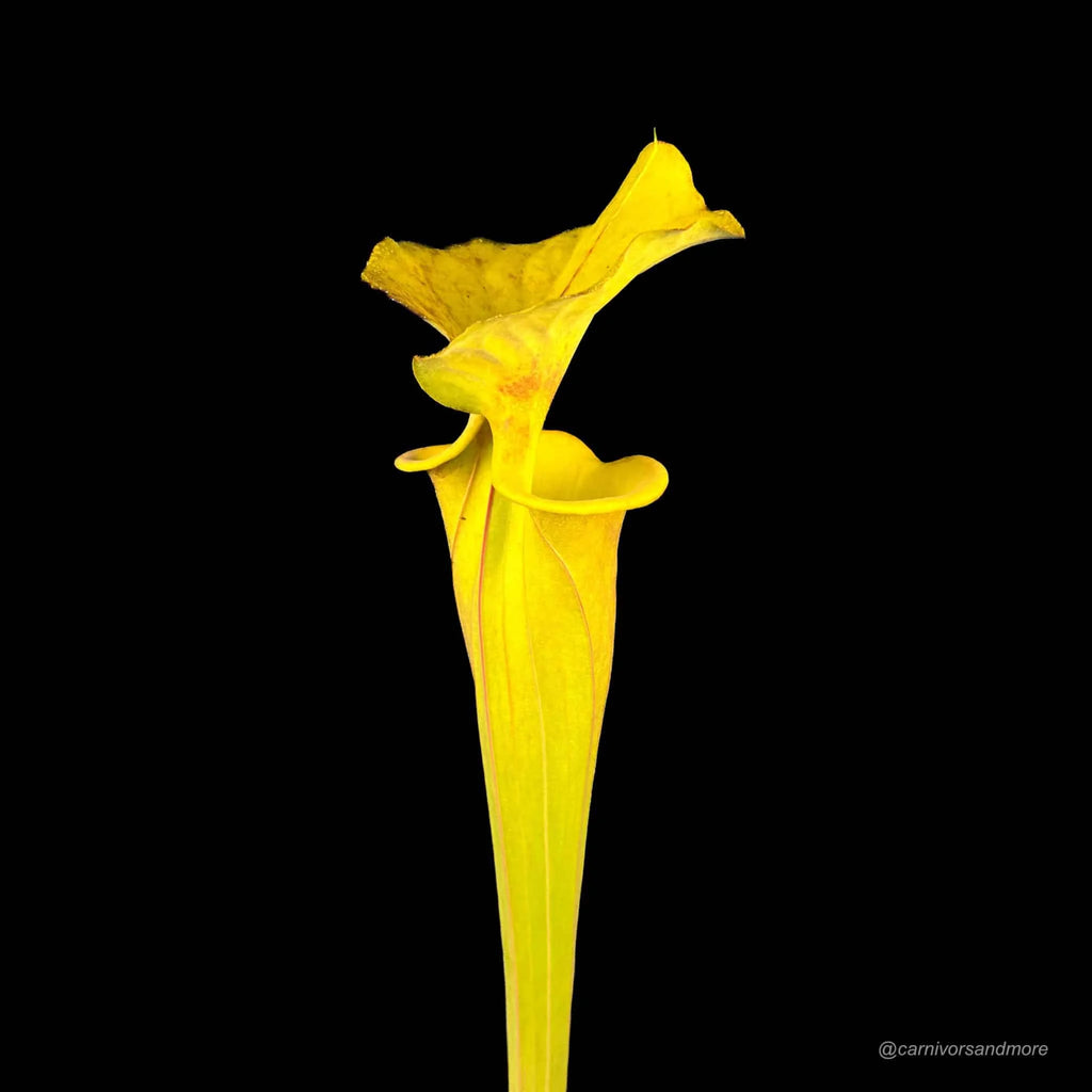 Sarracenia flava „Manky“ 大森食虫植物農園