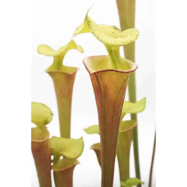 Sarracenia flava „Manky“ 大森食虫植物農園