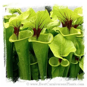 Sarracenia flava {cutthroat, near Edmund, Lexington Co., South Carolina, USA} [BCP ID# S287] (15粒の種子) 大森食虫植物農園