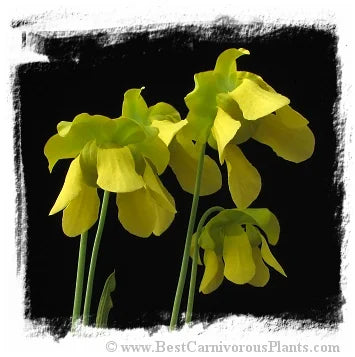 Sarracenia flava {mix of forms, Apalachicola National Forest, Wakulla Co., Florida, USA} [BCP ID# R-S7C, S285] (20粒の種子) 大森食虫植物農園
