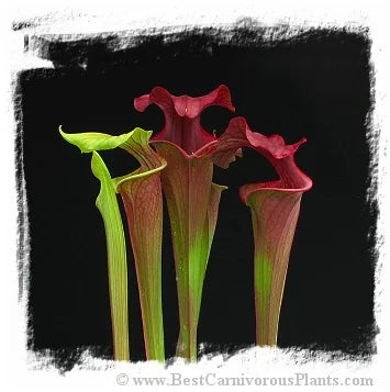 Sarracenia flava {mix of forms and variets} [BCP ID# S290] (25粒の種子) 大森食虫植物農園