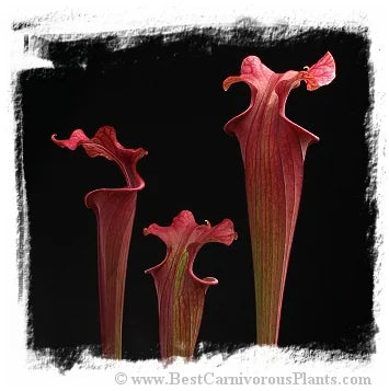 Sarracenia flava {mix of forms and variets} [BCP ID# S290] (25粒の種子) 大森食虫植物農園