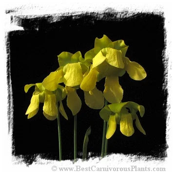 Sarracenia flava {mixed forms} / 2株の苗, サイズ 8-20 cm, random selection of clones 大森食虫植物農園