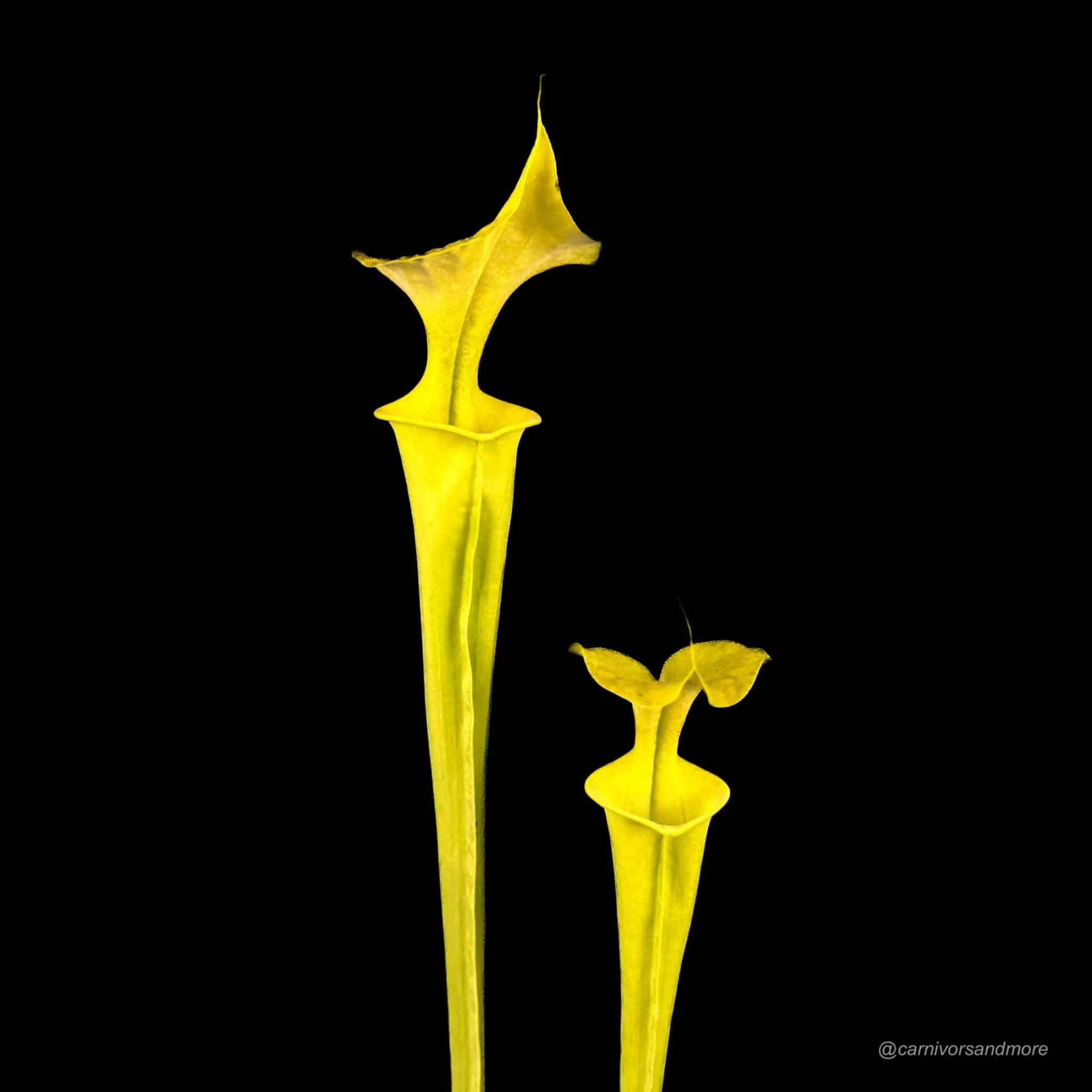 Sarracenia flava f. viridescens (heterophylla), near Shallote, Brunswick Co., NC, 30-40 cm 大森食虫植物農園