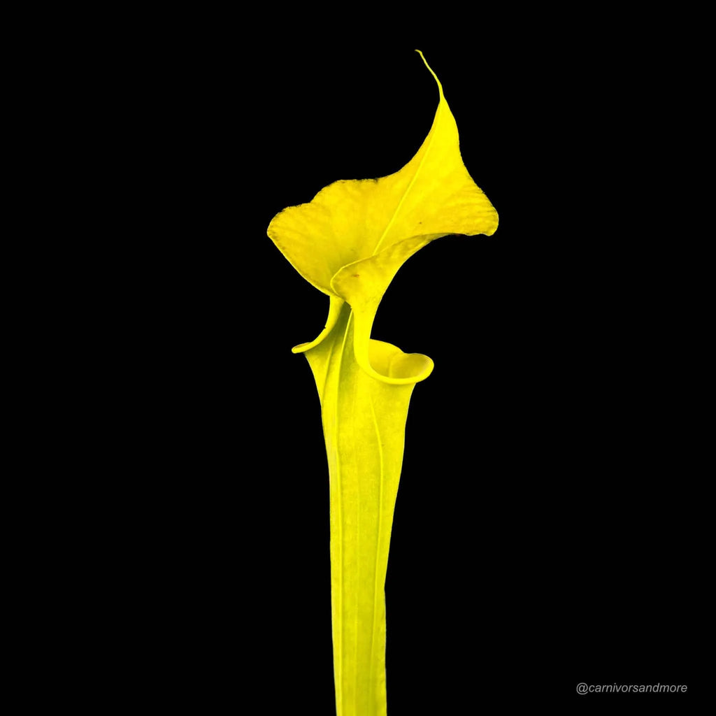 Sarracenia flava f. viridescens (heterophylla), near Shallote, Brunswick Co., NC, 30-40 cm 大森食虫植物農園