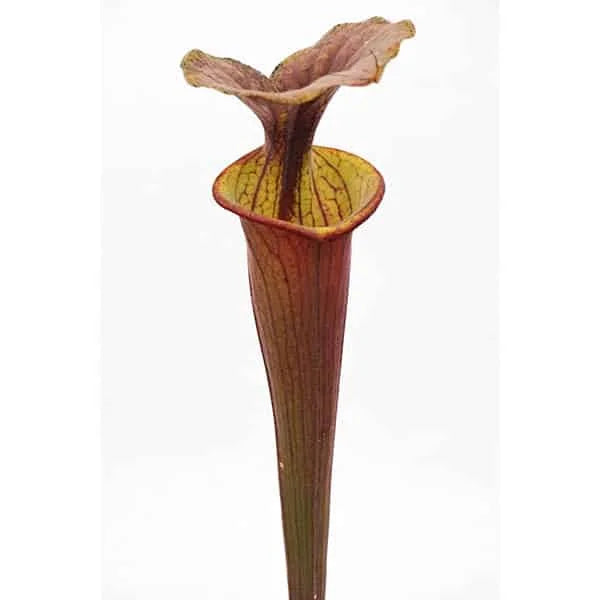 Sarracenia flava var. atropurpurea, A1 CK 大森食虫植物農園