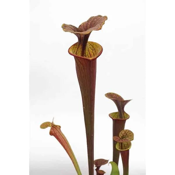 Sarracenia flava var. atropurpurea, A1 CK 大森食虫植物農園