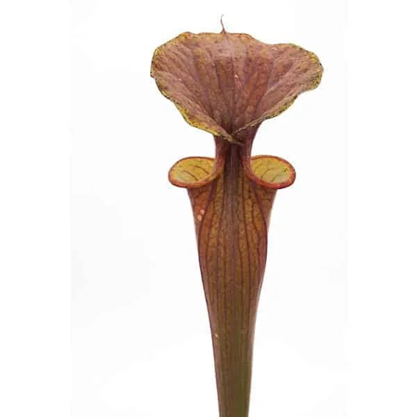 Sarracenia flava var. atropurpurea, A1 CK 大森食虫植物農園