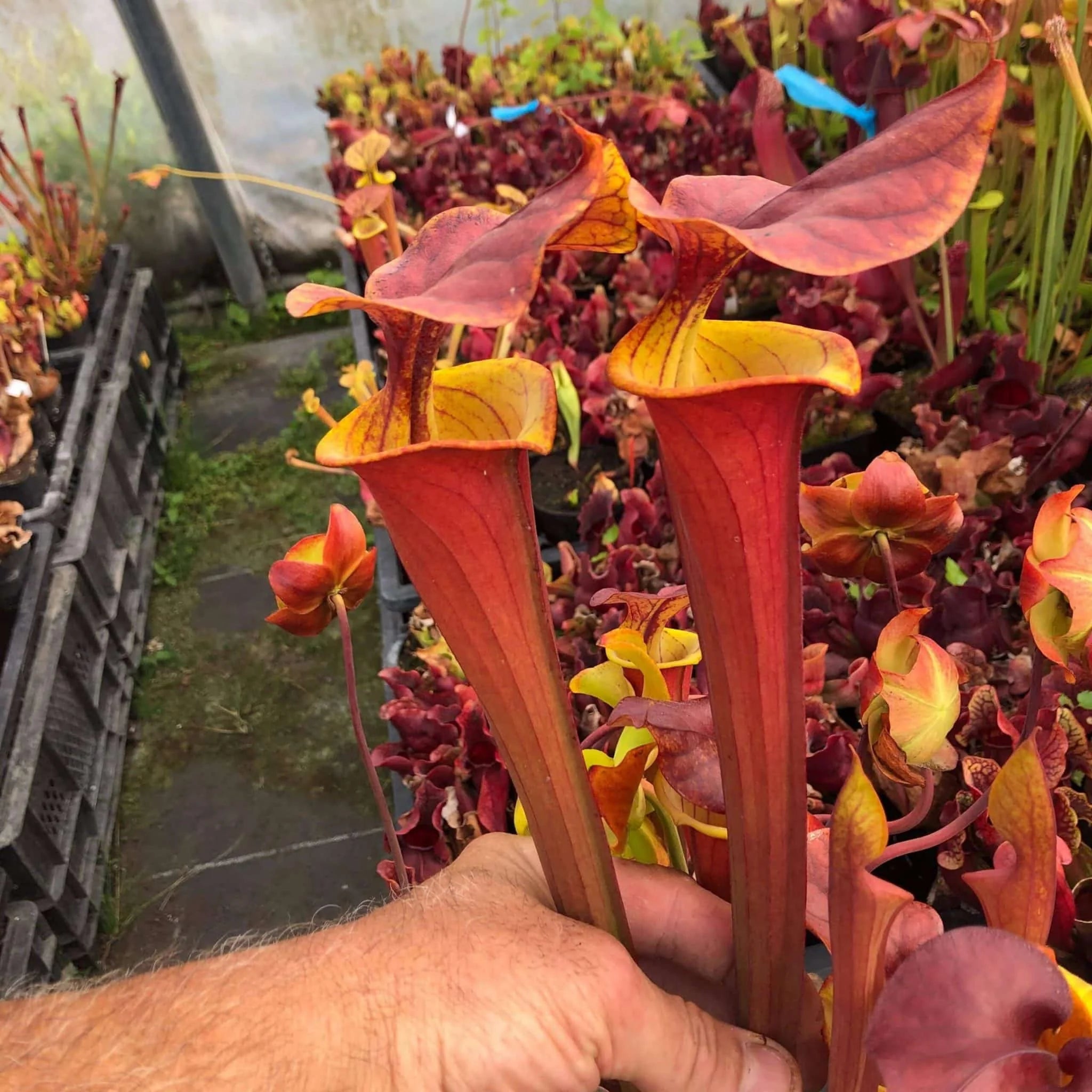 Sarracenia flava var. atropurpurea, A1 CK 大森食虫植物農園