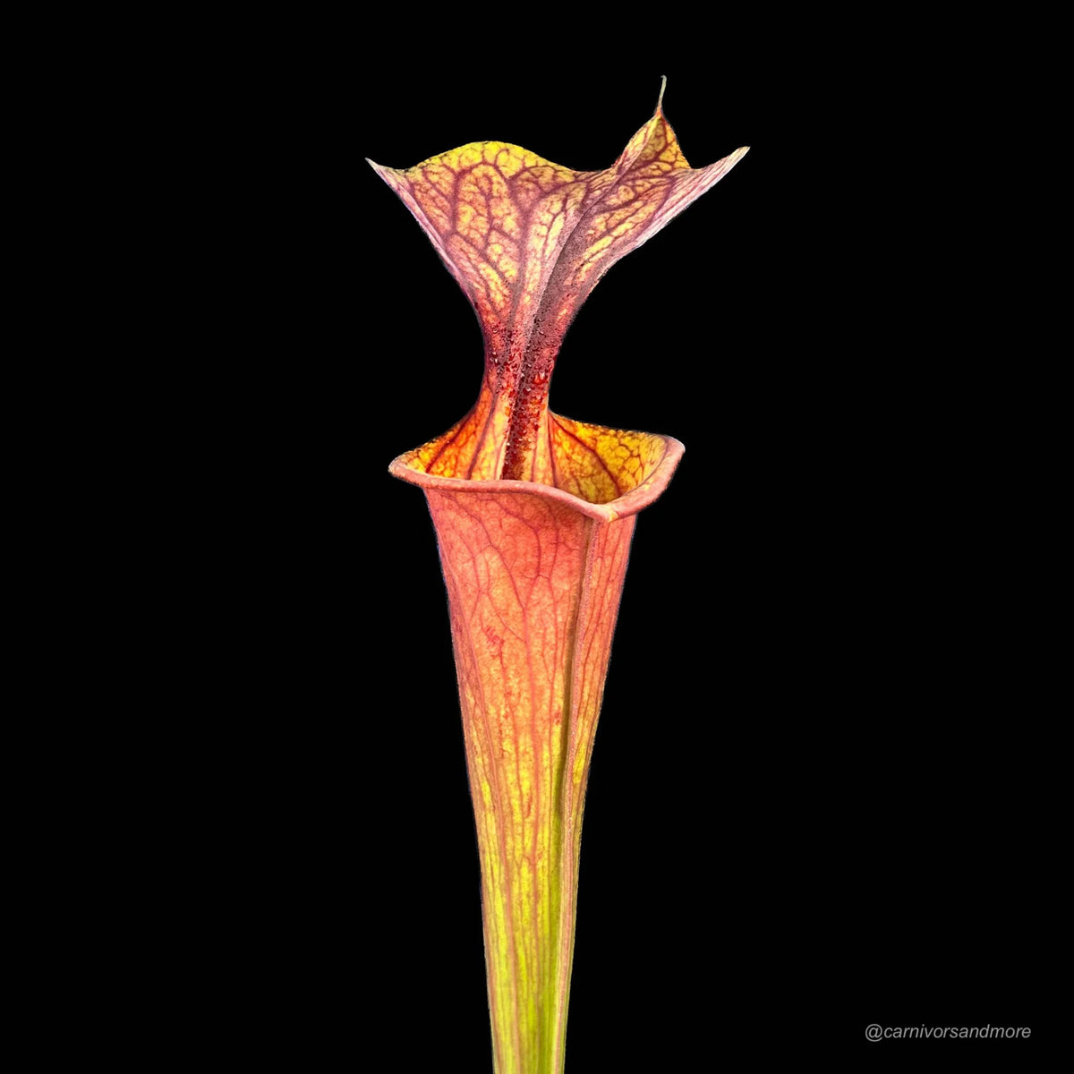 Sarracenia flava var. atropurpurea, Blackwater, ex J. Betz, KU 14 大森食虫植物農園