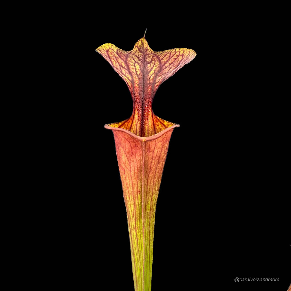 Sarracenia flava var. atropurpurea, Blackwater, ex J. Betz, KU 14 大森食虫植物農園