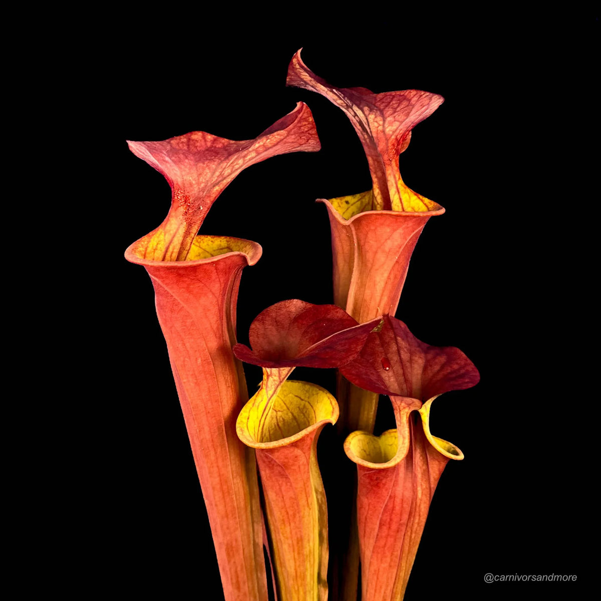 Sarracenia flava var. atropurpurea “CK #3“ 大森食虫植物農園