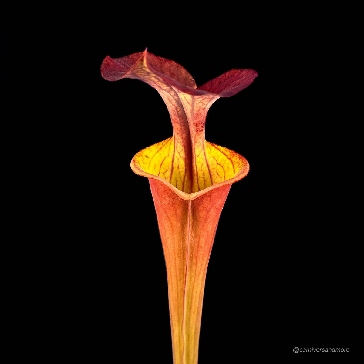 Sarracenia flava var. atropurpurea “CK #3“ 大森食虫植物農園