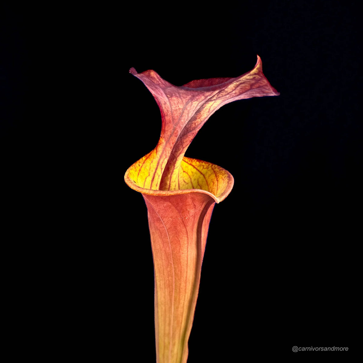Sarracenia flava var. atropurpurea “CK #3“ 大森食虫植物農園