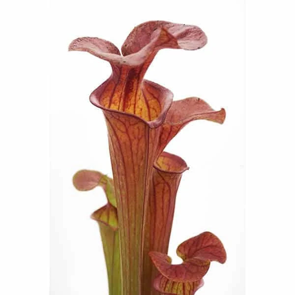 Sarracenia flava var. atropurpurea, Cooks Bajou, Bay Co., 30-40 cm 大森食虫植物農園
