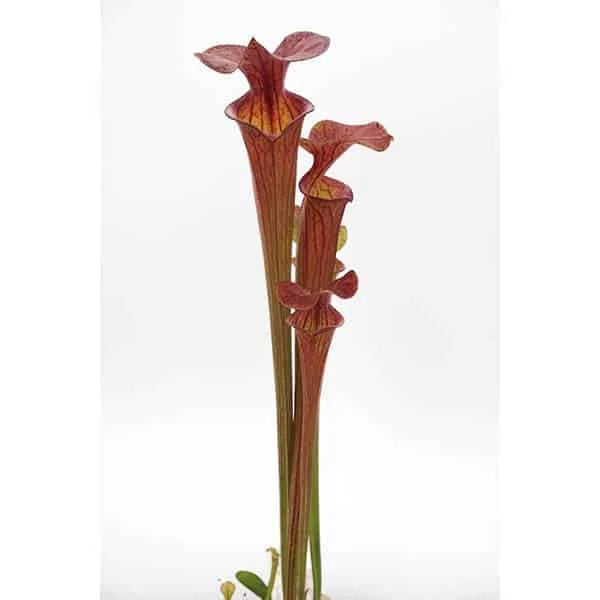Sarracenia flava var. atropurpurea, Cooks Bajou, Bay Co., 30-40 cm 大森食虫植物農園