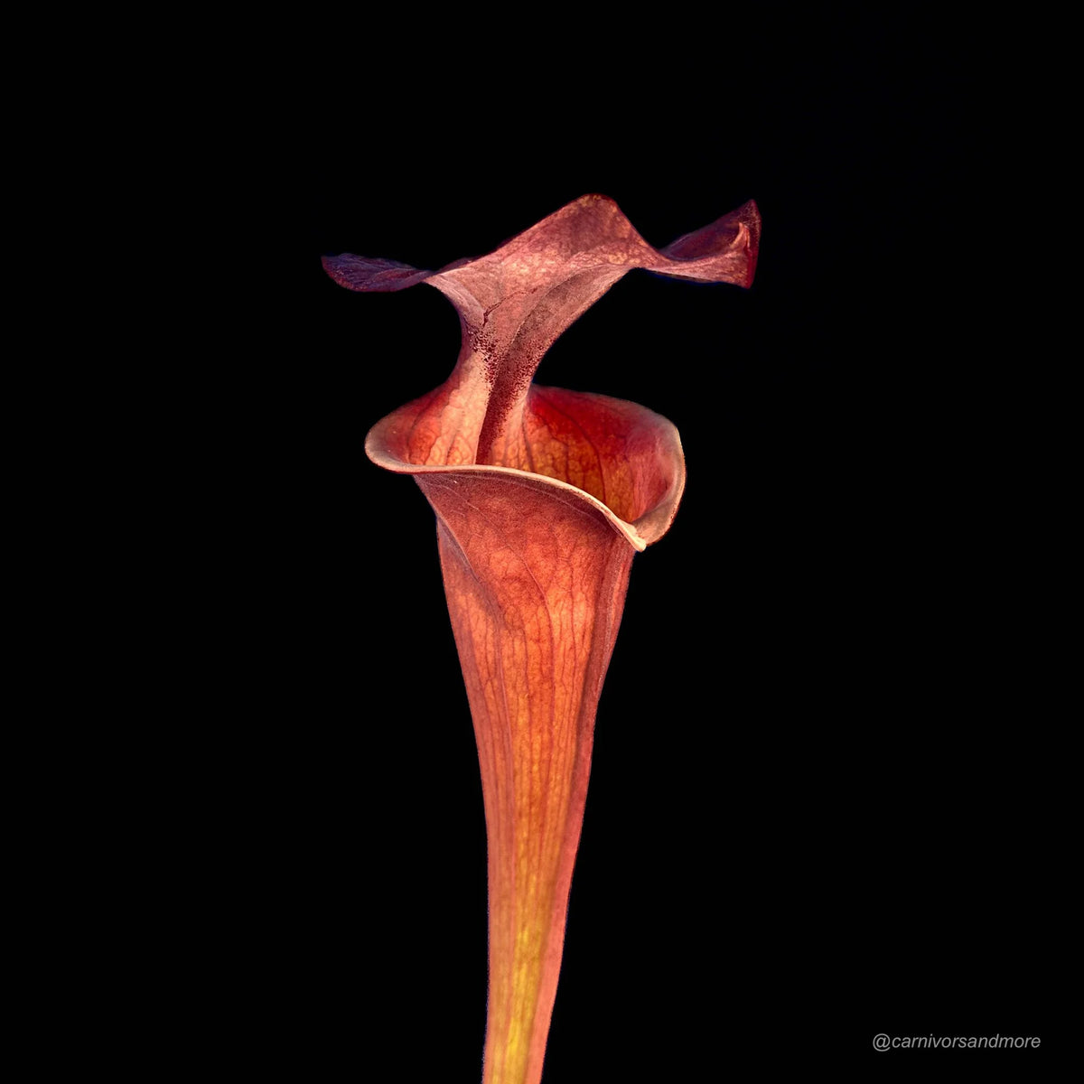 Sarracenia flava var. atropurpurea, F 130/F, ex Mirek Srba 大森食虫植物農園