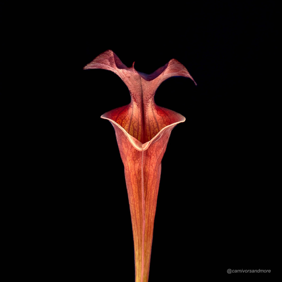 Sarracenia flava var. atropurpurea, F 130/F, ex Mirek Srba 大森食虫植物農園