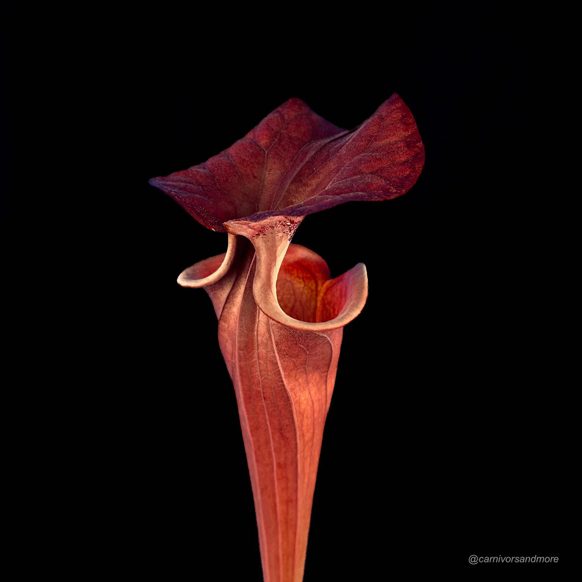 Sarracenia flava var. atropurpurea, F 130/F, ex Mirek Srba 大森食虫植物農園