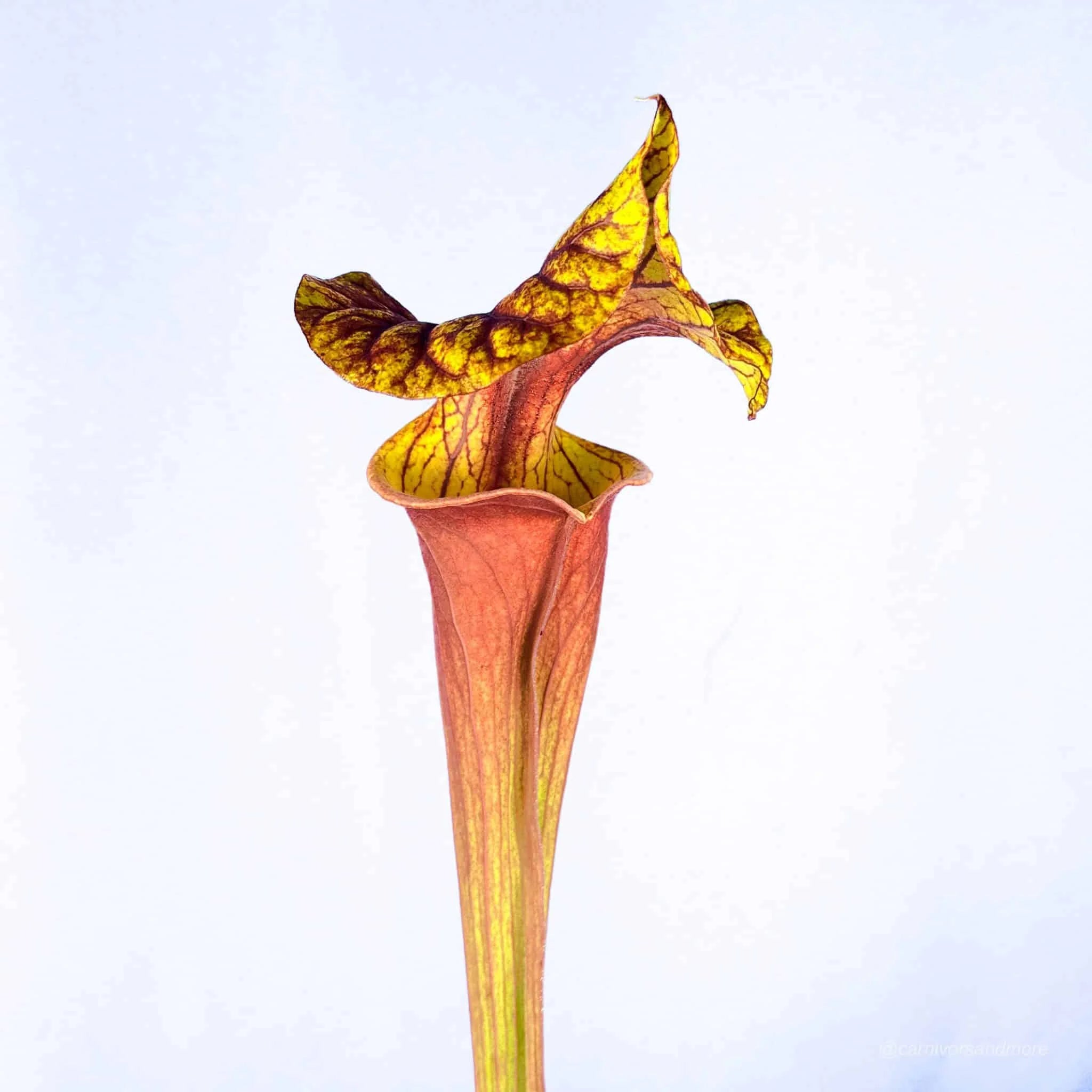 Sarracenia flava var. atropurpurea „Giant“, Apalachicola Florida, MK F 137 大森食虫植物農園
