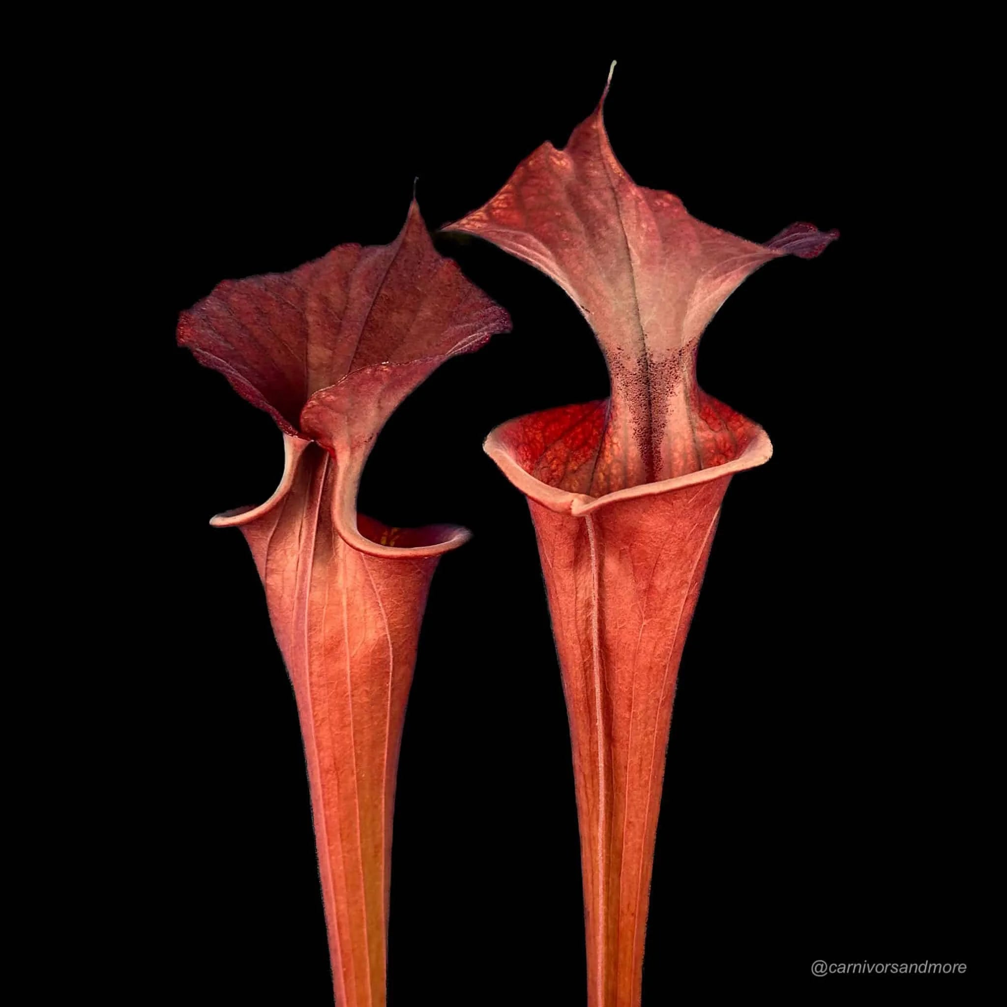 Sarracenia flava var. atropurpurea „Giant Red CK #13 大森食虫植物農園