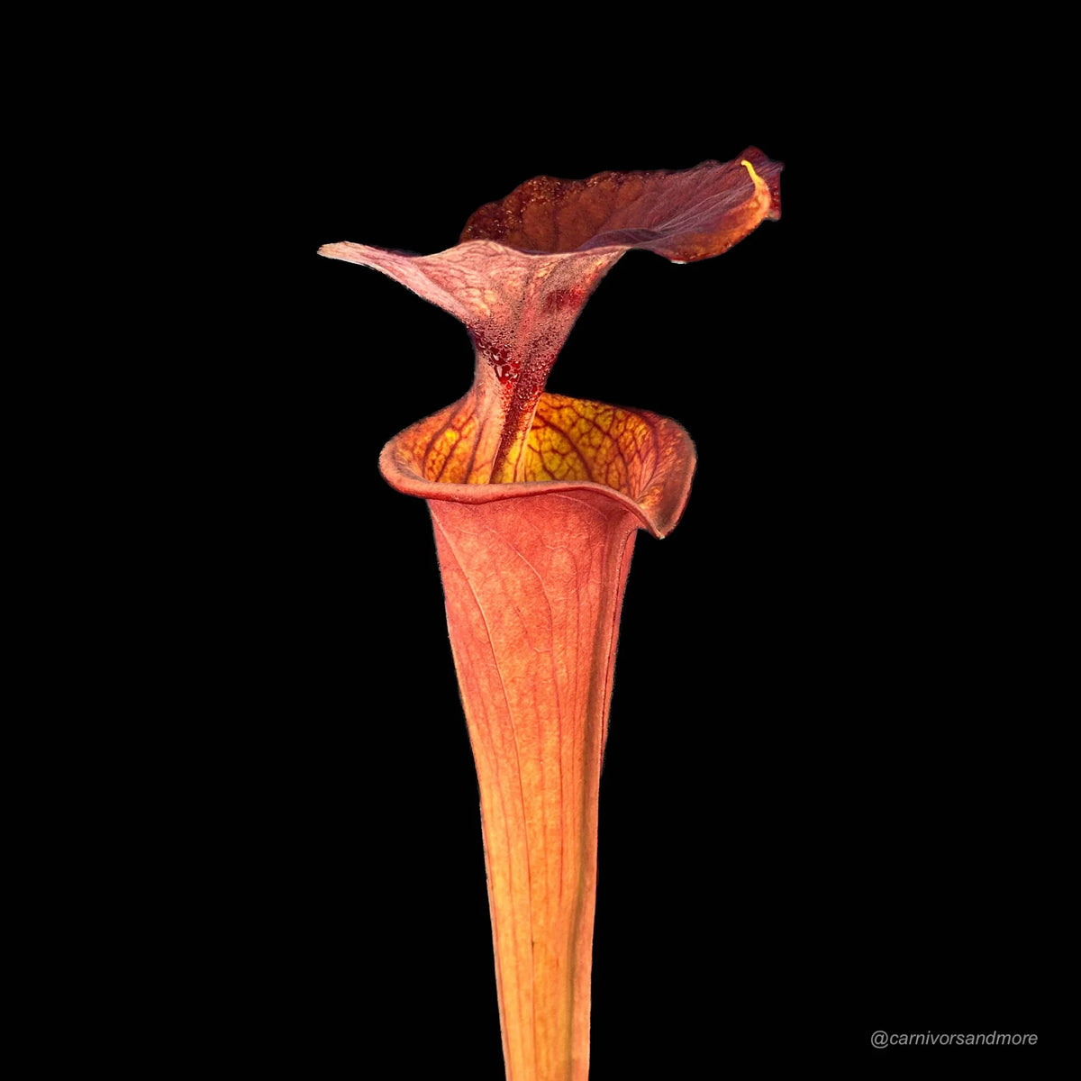 Sarracenia flava var. atropurpurea “Giant“, Blackwater State Forest, KU 13 大森食虫植物農園