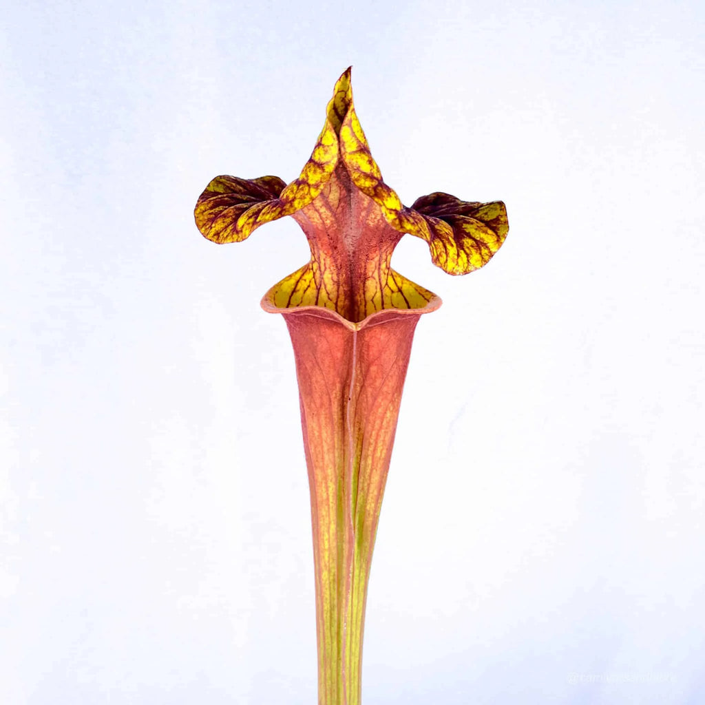 Sarracenia flava var. atropurpurea „Giant“, Apalachicola Florida, MK F 137 大森食虫植物農園