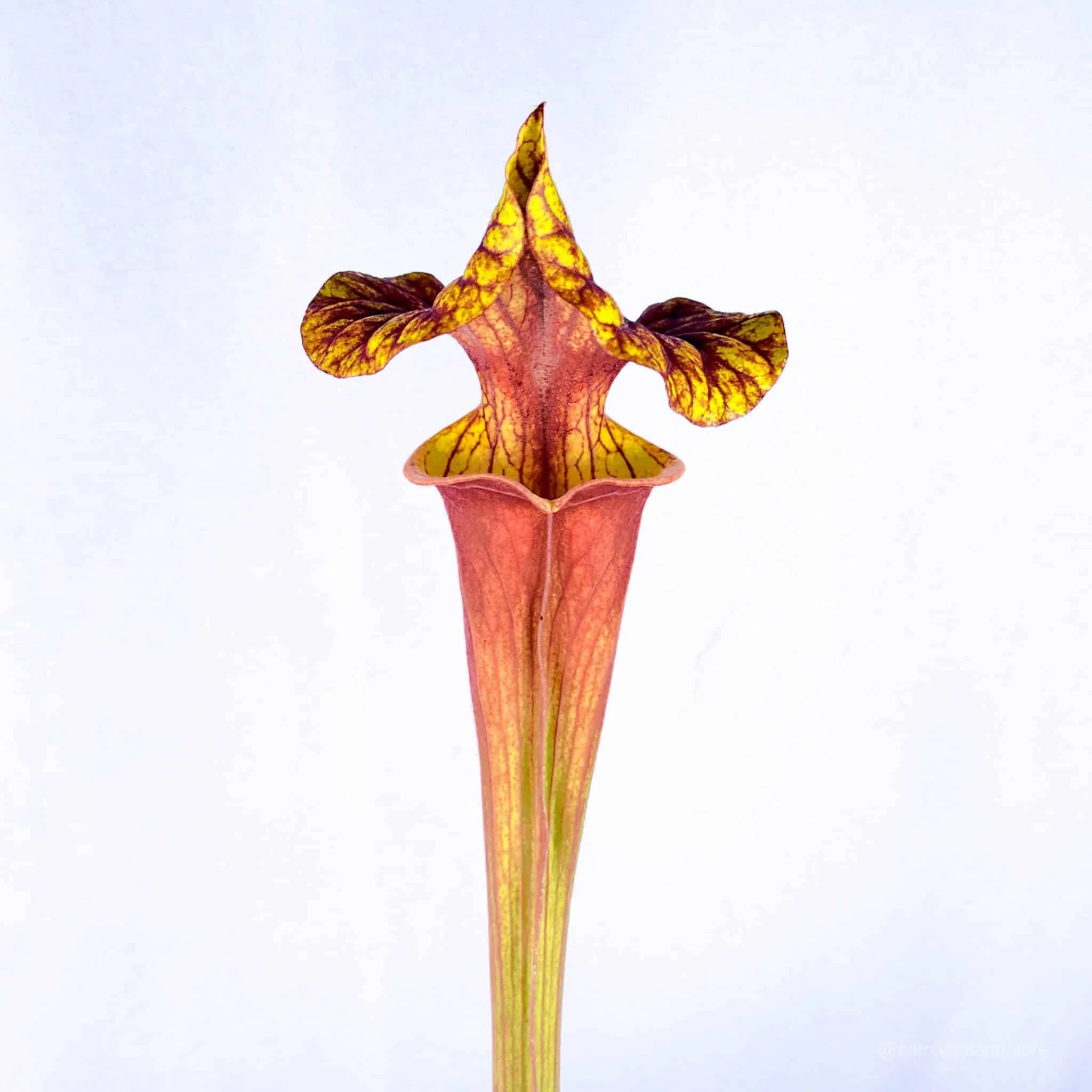 Sarracenia flava var. atropurpurea „Giant“, Apalachicola Florida, MK F 137 大森食虫植物農園