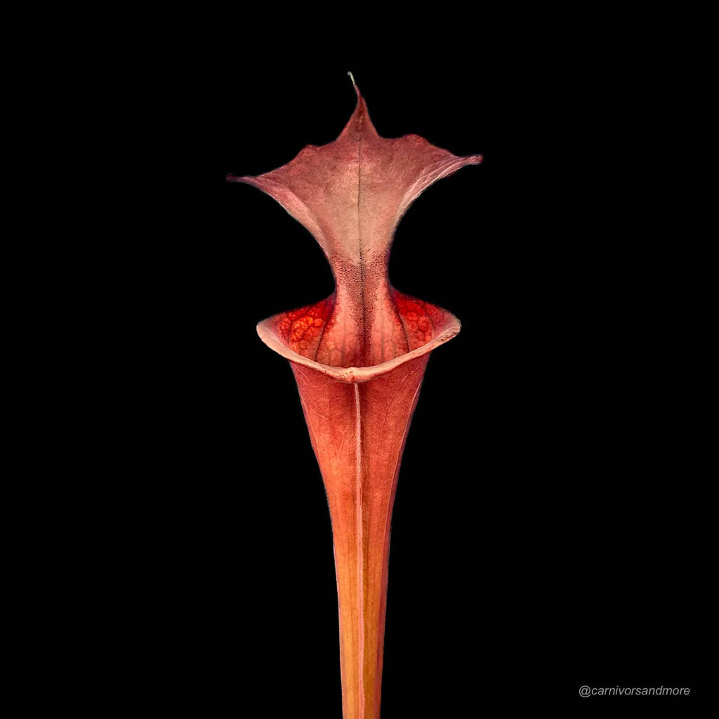 Sarracenia flava var. atropurpurea „Giant Red CK #13 大森食虫植物農園
