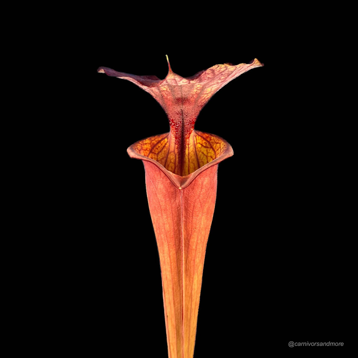 Sarracenia flava var. atropurpurea “Giant“, Blackwater State Forest, KU 13 大森食虫植物農園