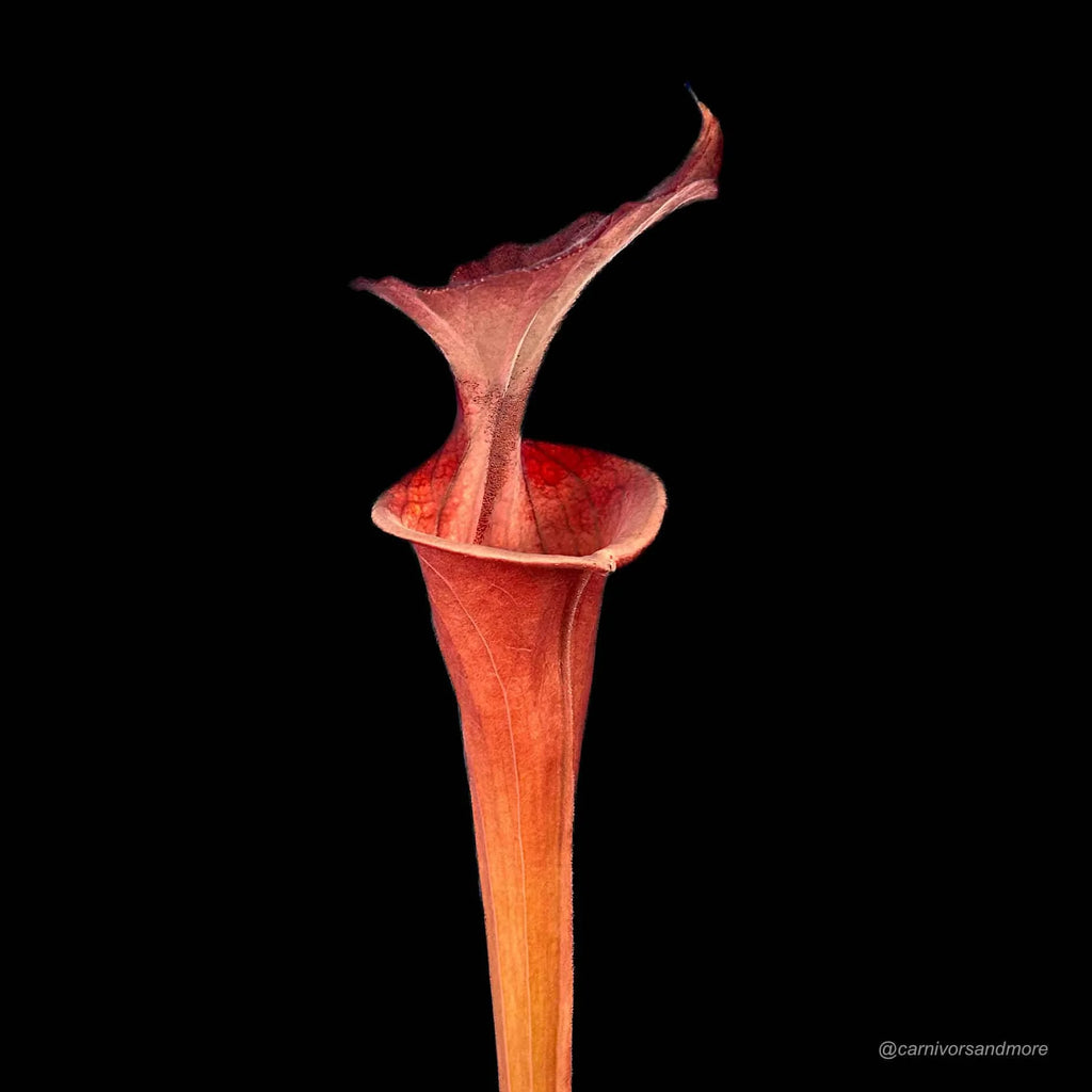 Sarracenia flava var. atropurpurea „Giant Red CK #13 大森食虫植物農園