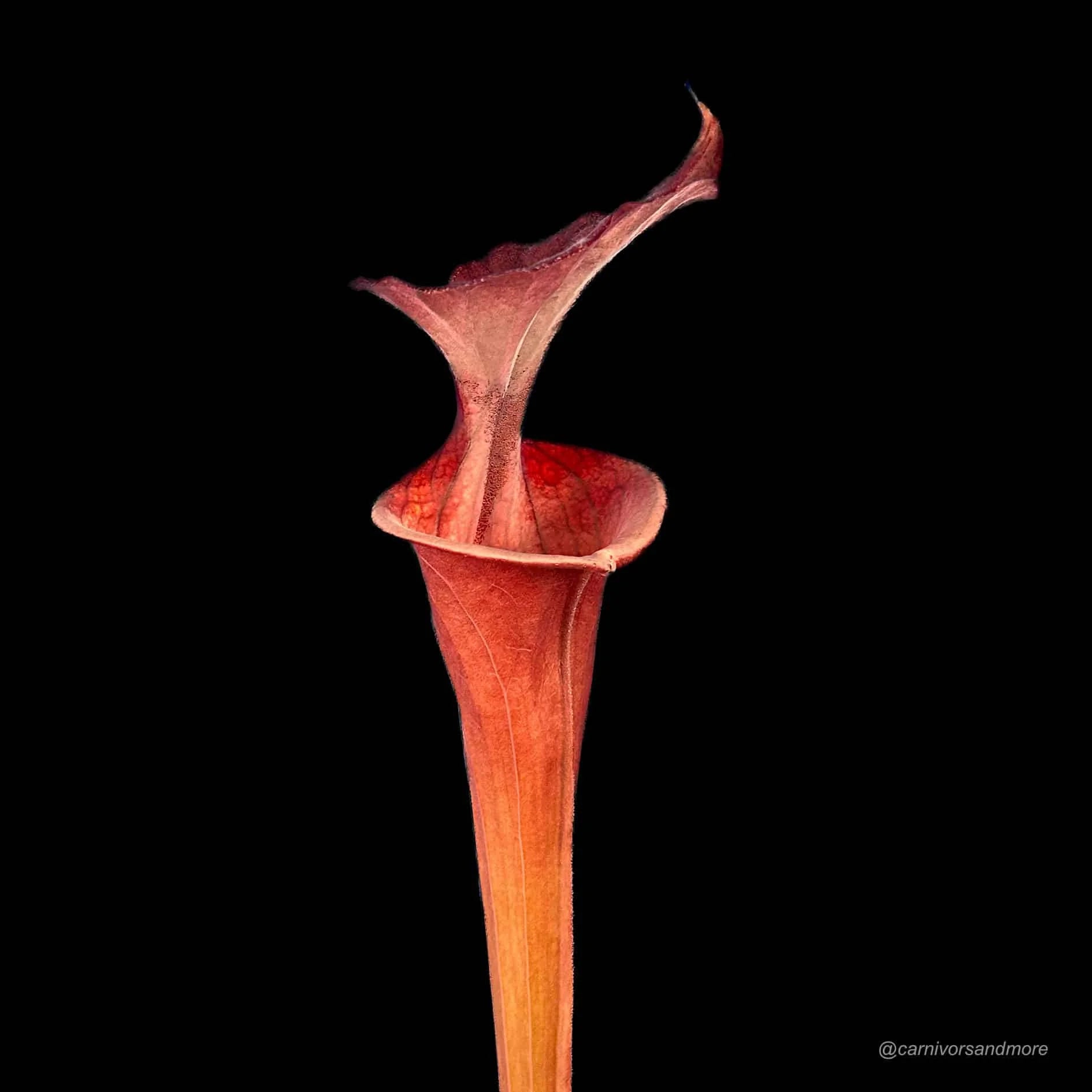 Sarracenia flava var. atropurpurea „Giant Red CK #13 大森食虫植物農園