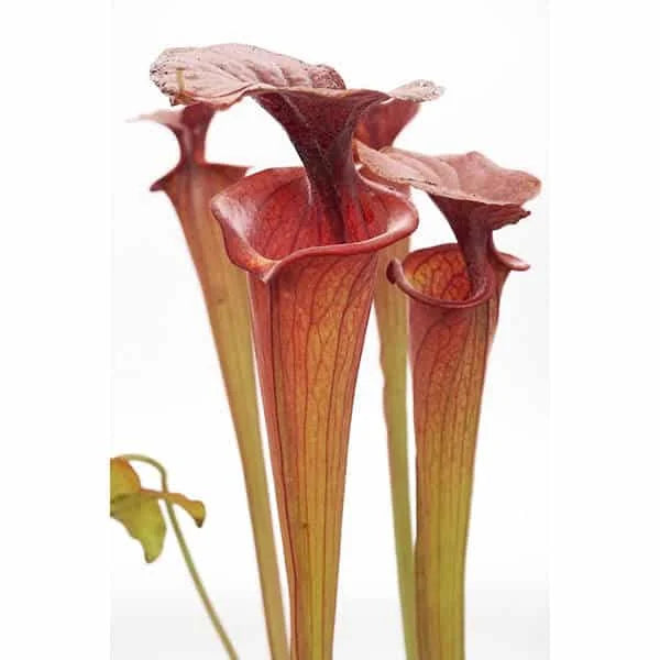 Sarracenia flava var. atropurpurea, MK F 27a, Blackwater State Forest, FL 大森食虫植物農園