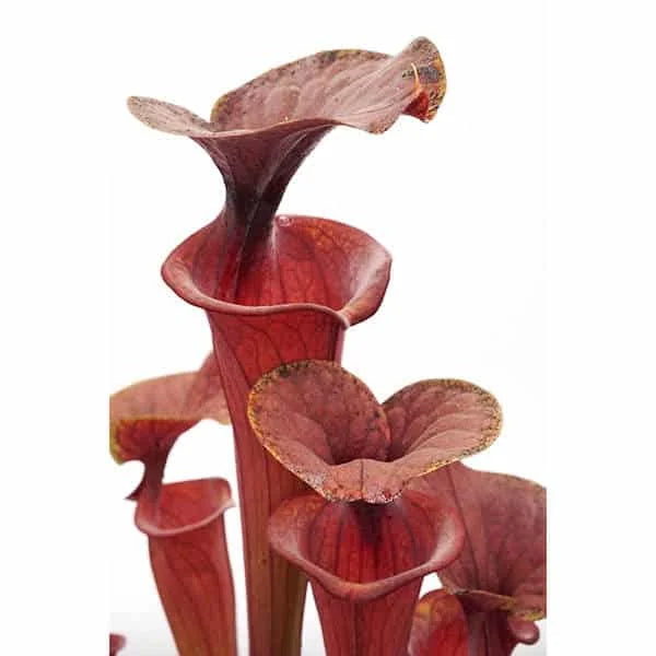 Sarracenia flava var. atropurpurea, MK F 27b, Blackwater State Forest, FL 大森食虫植物農園