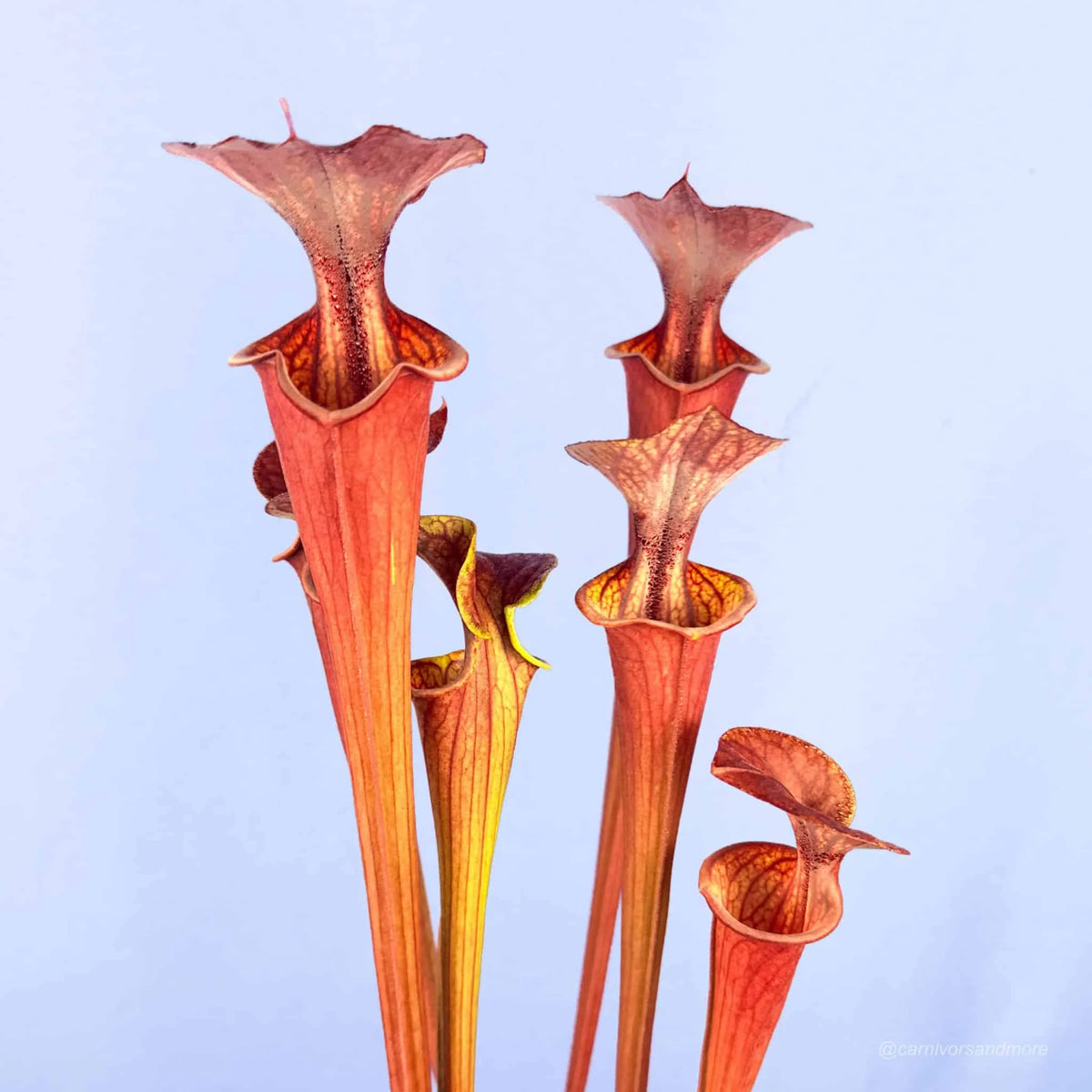 Sarracenia flava var. atropurpurea, MK F 27d, Blackwater State Forest, FL 大森食虫植物農園
